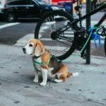 A dog is securely tied to a bicycle parked on the sidewalk, enjoying the outdoors in a sunny urban setting