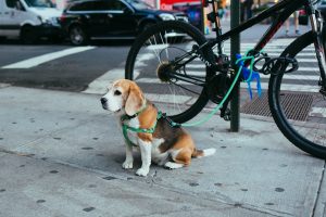 A dog is securely tied to a bicycle parked on the sidewalk, enjoying the outdoors in a sunny urban setting